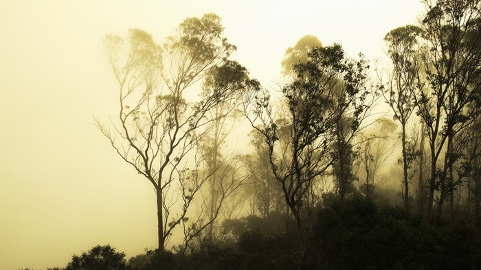 if we vanish – in search of natural silence